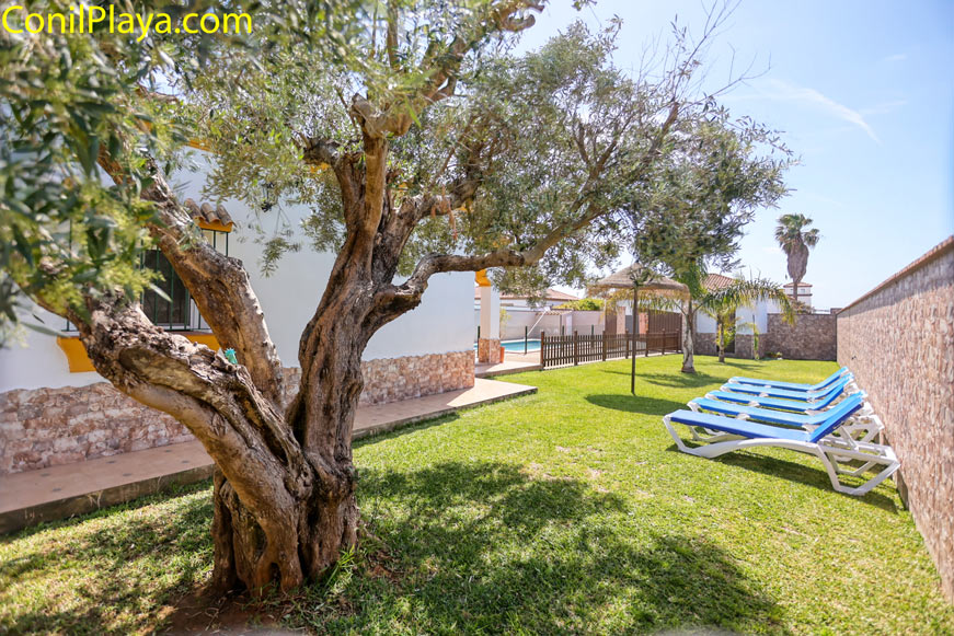 Jardín con olivo y tumbonas junto a alojamiento vacacional en alquiler
