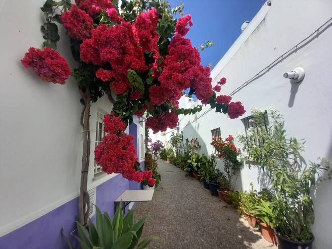 Pasillo exterior entre casas blancas decoradas con plantas y buganvilla