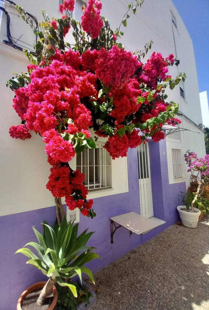 Fachada blanca y lila con buganvilla y macetas en la entrada