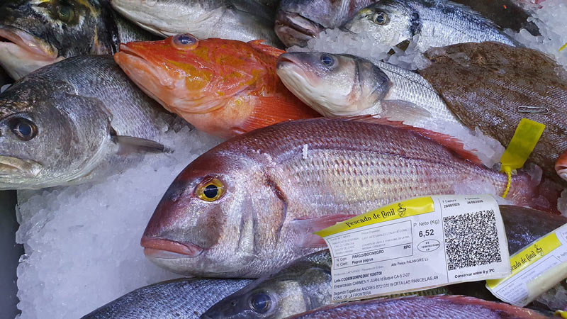 Pescado de Conil, Bocinegro