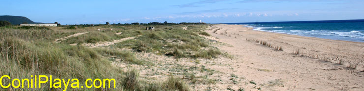 Playa de La Mangueta