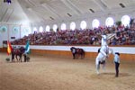 Espectáculo ecuestre "como bailan los caballos andaluces" de la Real Escuela Andaluza del Arte Ecuestre, en Jerez de la Frontera.