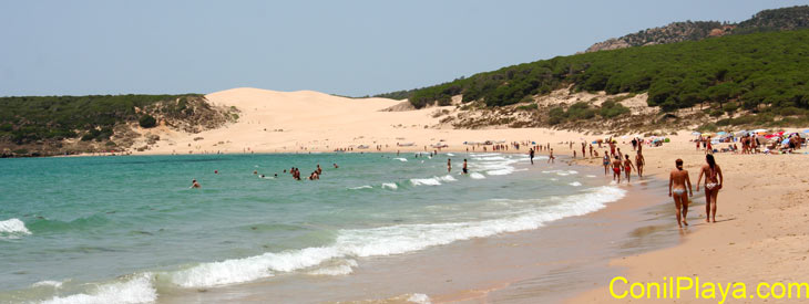 Playa de Bolonia, al fondo la duna, a la derecha el pinar. Finales de Julio de 2009.