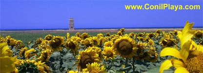 Campos de labor junto a la Torre Castilnovo.