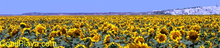 Campo de girasoles y al fondo Conil.