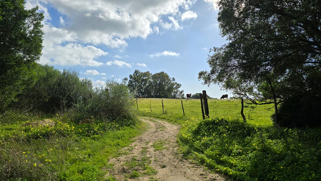 camino hacia la playa de la mangueta.